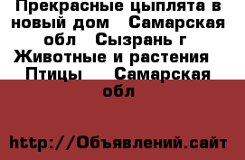 Прекрасные цыплята в новый дом - Самарская обл., Сызрань г. Животные и растения » Птицы   . Самарская обл.